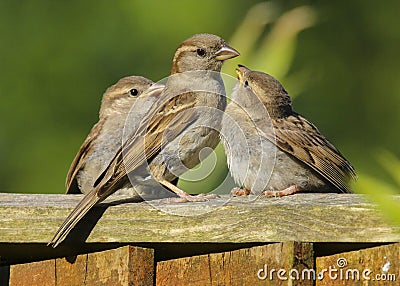 An adult female house sparrow passer domesticus feeding babies Stock Photo