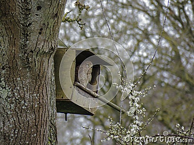 Adult female kestrel contemplates life. Stock Photo