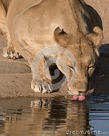 Adult female lion drinks at a watering hole Stock Photo