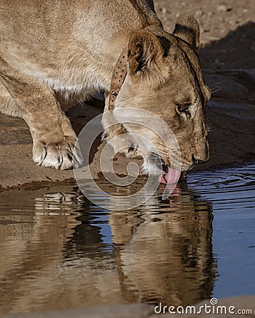 Adult female lion drinks at a watering hole Stock Photo
