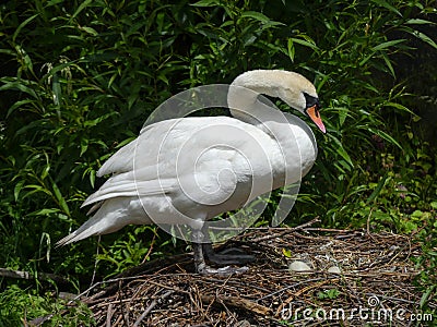 Adult female Mute Swan stands over nest, guarding eggs Stock Photo