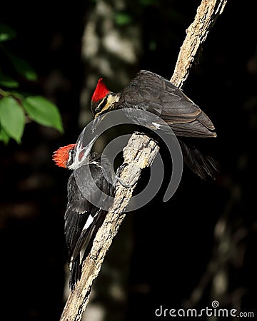 Adult female pileated woodpecker feeding fledgling Stock Photo