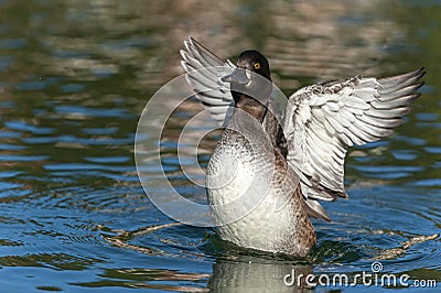 Adult female tufted duck shakes wings off the water Stock Photo