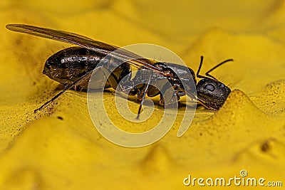 Adult Female Winged Carpenter Queen Ant Stock Photo