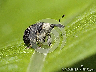 Adult Figwort Weevil Cionus scrophulariae Stock Photo