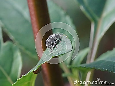 Adult Figwort Weevil Cionus scrophulariae Stock Photo