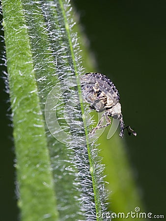 Adult Figwort Weevil Cionus scrophulariae Stock Photo