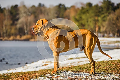 Adult Fila Brasileiro Brazilian Mastiff winter portrait Stock Photo