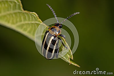 Adult Flea Beetle Stock Photo
