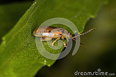 Adult Flea Beetle Stock Photo