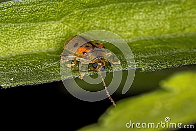 Adult Flea Beetle Stock Photo