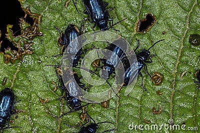 Adult Flea Beetles Stock Photo