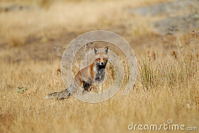 An adult fox watches in the field Stock Photo