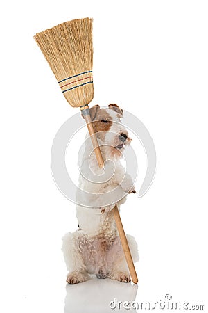 Foxterrier dog with a broom Stock Photo