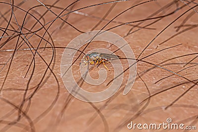 Adult Frit Fly Stock Photo