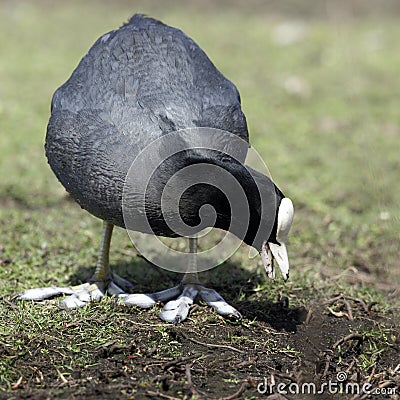 An adult Coot (Fulica atra) feeding. Stock Photo