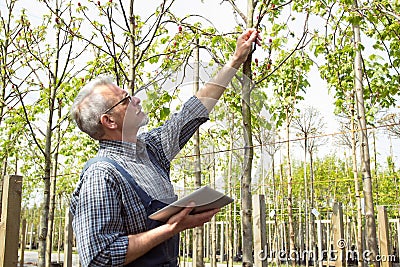 Adult gardener examining genetically modifying plants. The hands holding the tablet. In the glasses, a beard, wearing overalls Stock Photo