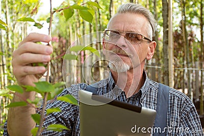 Adult gardener in the garden shop inspects plants. In the glasses, a beard, wearing overalls Stock Photo