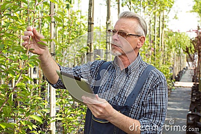 Adult gardener in the garden shop inspects plants. The hands holding the tablet. In the glasses, a beard, wearing overalls. On the Stock Photo