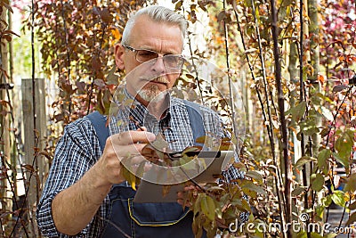 Adult gardener inspects the farm harvest. The hands holding the tablet. In the glasses, a beard, wearing overalls. On the Stock Photo