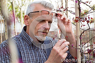 Adult gardener inspects plant diseases. The hands holding the tablet. In the glasses, a beard, wearing overalls. In the garden Stock Photo