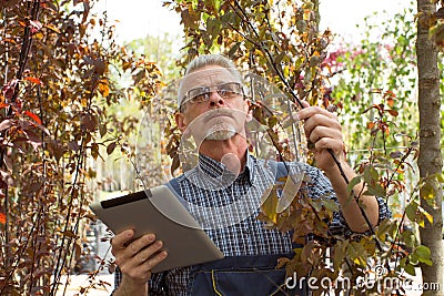 Adult gardener inspects seedlings on a farm. The hands holding the tablet. In the glasses, a beard, wearing overalls. Against the Stock Photo