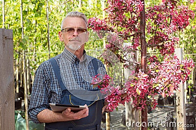 Adult gardener near the flowers. The hands holding the tablet. In the glasses, a beard, wearing overalls. In the garden shop Stock Photo