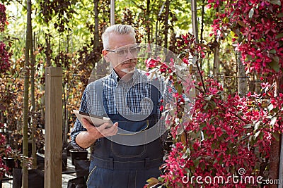 Adult gardener near the flowers. The hands holding the tablet. In the glasses, a beard, wearing overalls. In the garden shop Stock Photo