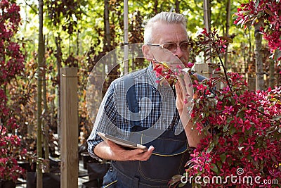 Adult gardener near the flowers. The hands holding the tablet. In the glasses, a beard, wearing overalls. In the garden shop Stock Photo