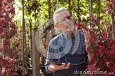 Adult gardener near the flowers. The hands holding the tablet. In the glasses, a beard, wearing overalls. In the garden shop Stock Photo