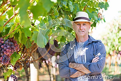 Adult gardener working in vine row Stock Photo