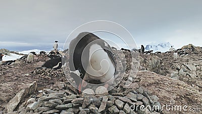 Adult gentoo penguin take care egg camera view Stock Photo