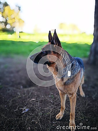 Adult German shepard dog Stock Photo