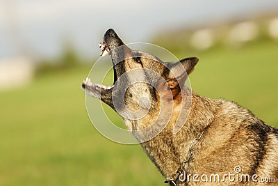Adult German Shepherd Dog Stock Photo