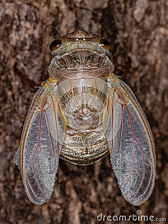 Adult Giant Cicada Stock Photo