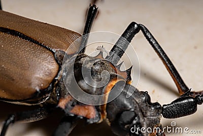 Adult Giant Imperious Sawyer Stock Photo