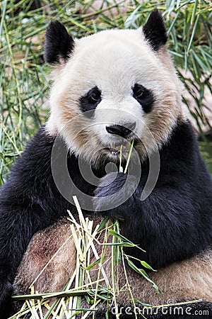 Adult Giant Panda eating bamboo, Chengdu China Stock Photo