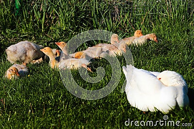 Adult goose keeps an eye on young goslings Stock Photo