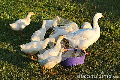 Adult goose and young goslings Stock Photo