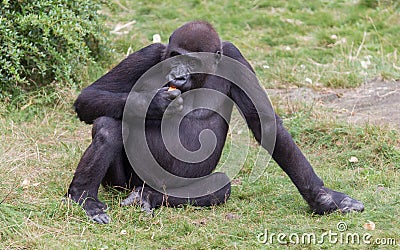 Adult gorilla eating Stock Photo