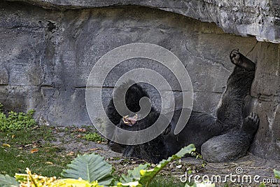 Adult Gorilla On the Ground Laughing Stock Photo