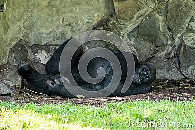 Adult gorilla is lounging on the ground in its rocky habitat Stock Photo