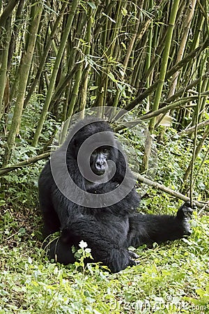 Adult gorilla in Volcanoes National Park, Virunga, Rwanda Stock Photo