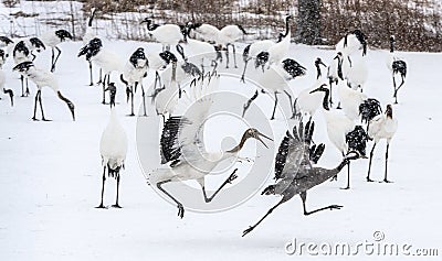 The adult gray crane runs away from the Juvenile red-crowned crane. Stock Photo