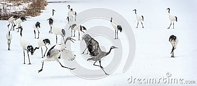 The adult gray crane runs away from the Juvenile red-crowned crane. Stock Photo