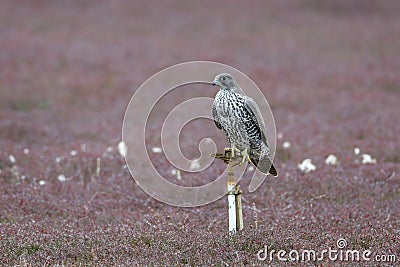 adult gray gyrfalcon bird Stock Photo