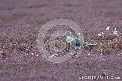 Adult gray gyrfalcon bird Stock Photo