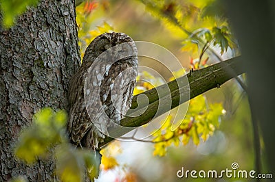 adult gray tawny owl sitting on a branch of a douglas tree pressed against the trunk with nice green background Stock Photo