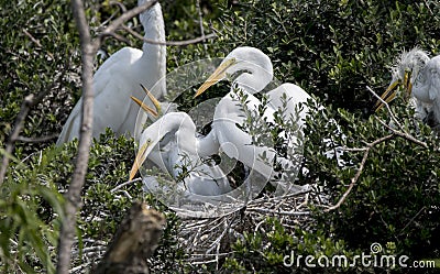 Great Egret rookery, Pickney Island Wildlife Refuge, South Carolina Stock Photo