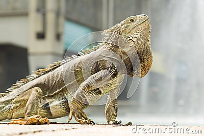 Adult green iguana - Iguana iguana Stock Photo